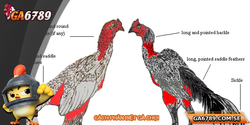 Cách Phân Biệt Gà Chọi Chuẩn Để Chọn Được Chiến Kê Tốt Nhất 2 Cách Phân Biệt Gà Chọi Chuẩn Để Chọn Được Chiến Kê Tốt Nhất