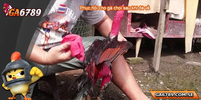 Hướng Dẫn Cách Phục Hồi Gà Chọi Sau Khi Đá Về Hiệu Quả Nhất 6 Hướng Dẫn Cách Phục Hồi Gà Chọi Sau Khi Đá Về Hiệu Quả Nhất