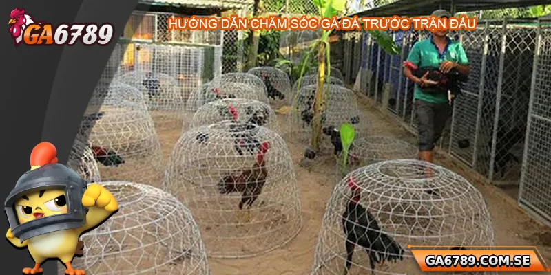 Hướng dẫn chăm sóc gà trước khi đá