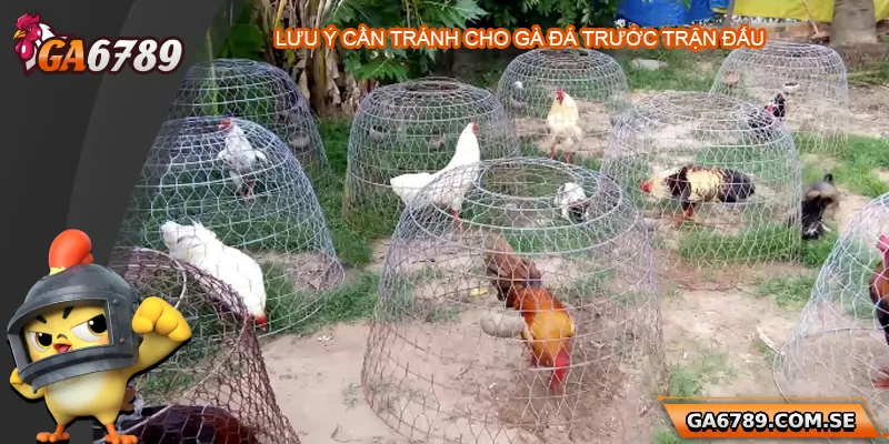 Lưu ý những điều cần tránh cho gà trước giờ thi đấu