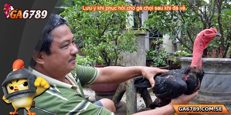 Lưu ý về phục hồi cho gà sau khi đá về