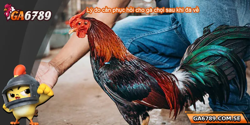 Lý do cần phục hồi gà chọi sau khi đá về